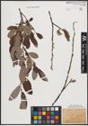 Foto von Salix cinerea L.